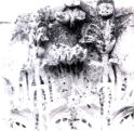 Particolare dei capitelli decorati con foglie di acanto (foto Biccari